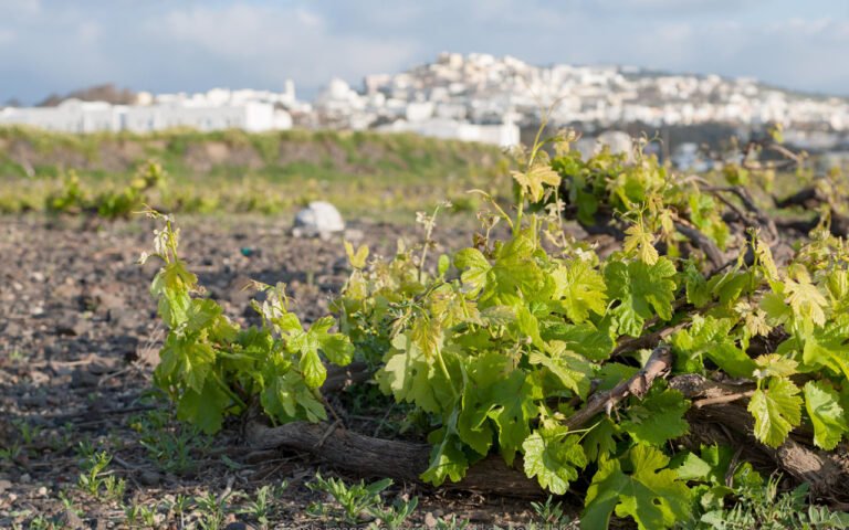 3. Santorini Half day Wine Road 1